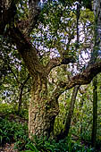 Sintra, Portogallo - Parque de Monserrate.